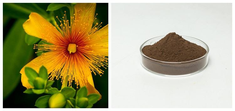 St. John's Wort Extract Powder
