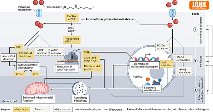 Mechanism of Spermidine of Inducing Autophagy