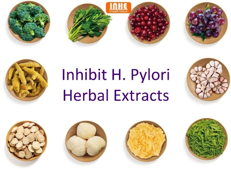 Herbal Extracts that Inhibit H Pylori